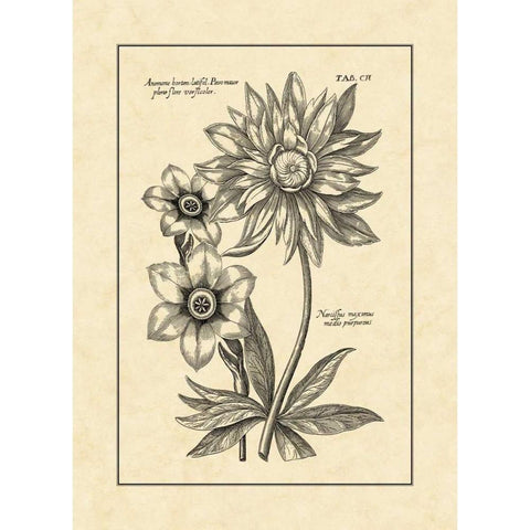 Vintage Besler I White Modern Wood Framed Art Print by Besler, Basilius