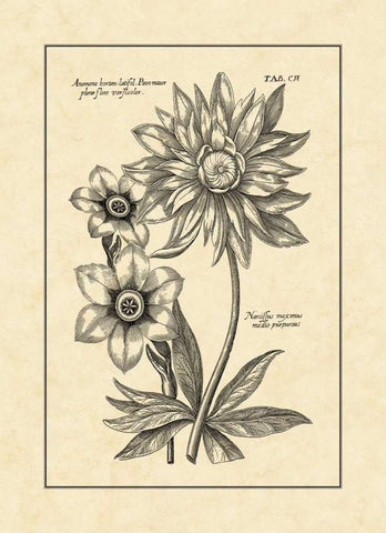 Vintage Besler I White Modern Wood Framed Art Print with Double Matting by Besler, Basilius