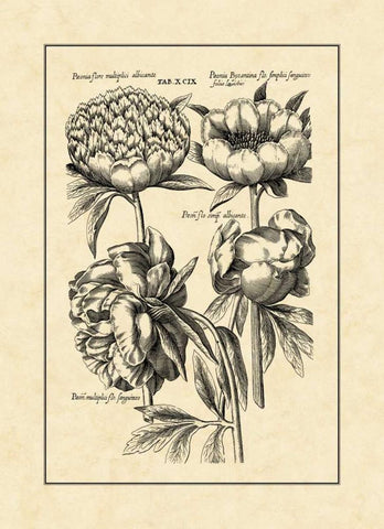 Vintage Besler II White Modern Wood Framed Art Print with Double Matting by Besler, Basilius