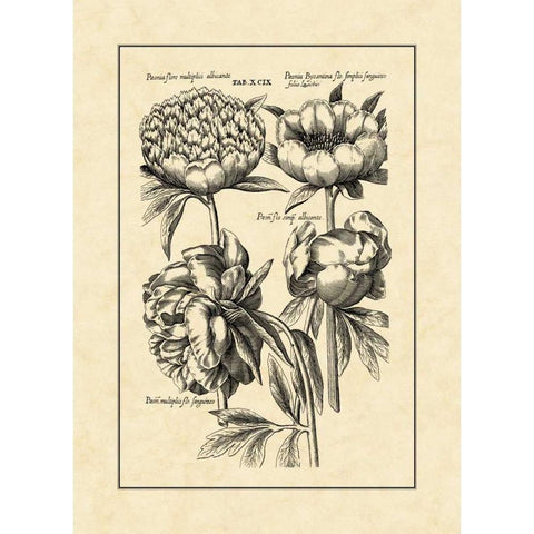 Vintage Besler II Black Modern Wood Framed Art Print by Besler, Basilius