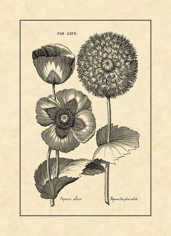 Vintage Besler III Black Ornate Wood Framed Art Print with Double Matting by Besler, Basilius