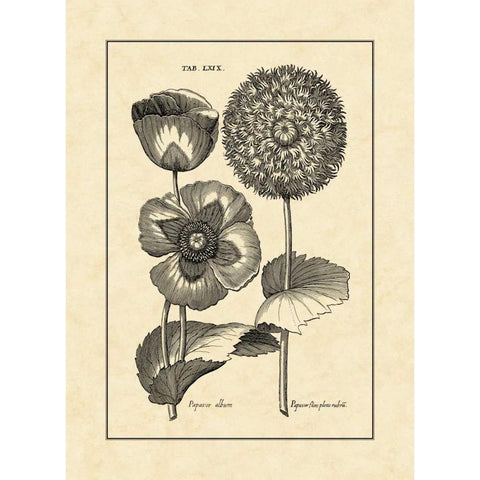 Vintage Besler III Gold Ornate Wood Framed Art Print with Double Matting by Besler, Basilius