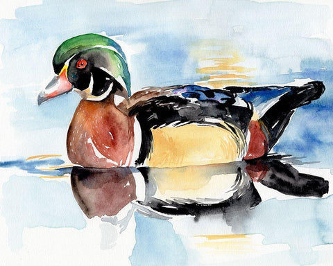 Watercolor Woodduck I Black Ornate Wood Framed Art Print with Double Matting by Parker, Jennifer Paxton