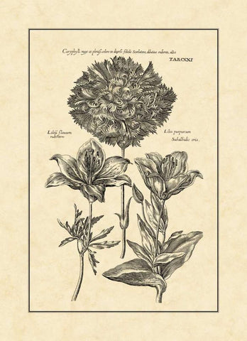 Vintage Besler IV Black Ornate Wood Framed Art Print with Double Matting by Besler, Basilius