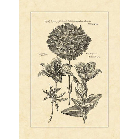 Vintage Besler IV Black Modern Wood Framed Art Print by Besler, Basilius