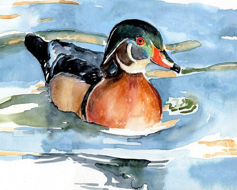 Watercolor Woodduck II White Modern Wood Framed Art Print with Double Matting by Parker, Jennifer Paxton