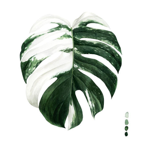 Custom Variegated Monstera II White Modern Wood Framed Art Print by Popp, Grace