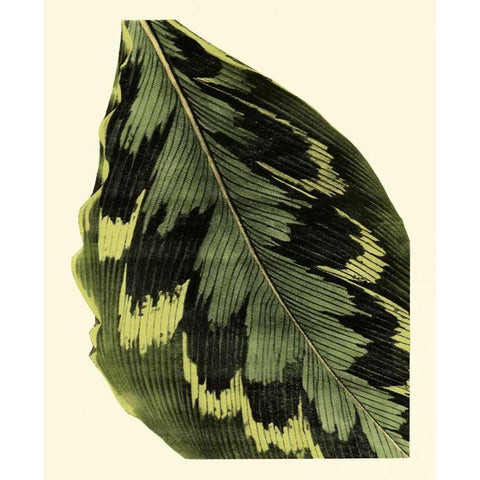 Grandiose Leaves I Black Modern Wood Framed Art Print with Double Matting by Vision Studio