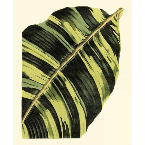 Grandiose Leaves II Black Modern Wood Framed Art Print with Double Matting by Vision Studio