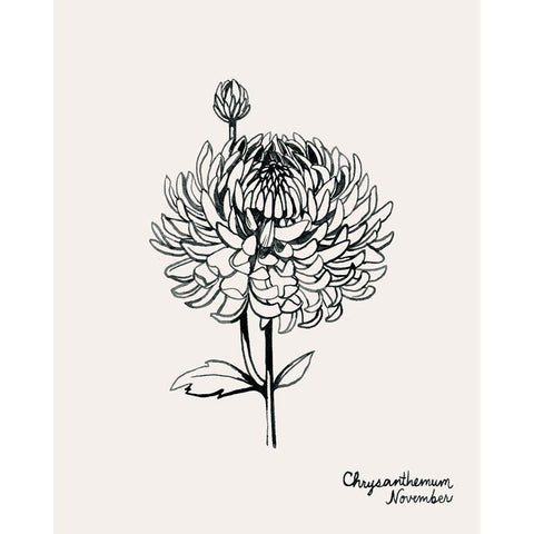 Annual Flowers XI Black Modern Wood Framed Art Print with Double Matting by Popp, Grace