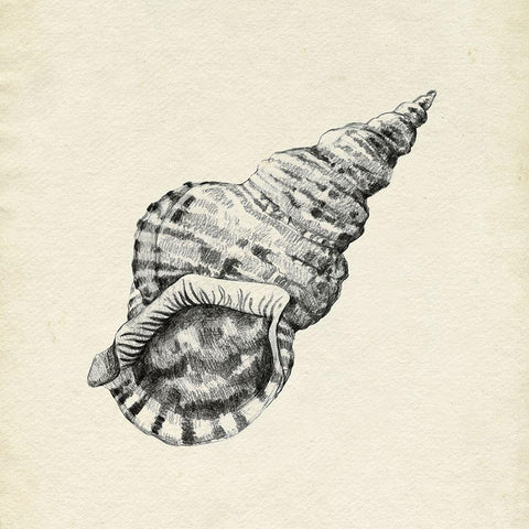 Seashell Pencil Sketch I Black Ornate Wood Framed Art Print with Double Matting by Caroline, Emma