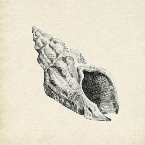 Seashell Pencil Sketch II White Modern Wood Framed Art Print by Caroline, Emma