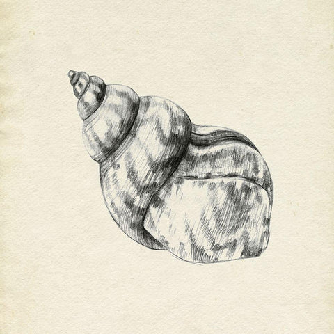 Seashell Pencil Sketch III Gold Ornate Wood Framed Art Print with Double Matting by Caroline, Emma