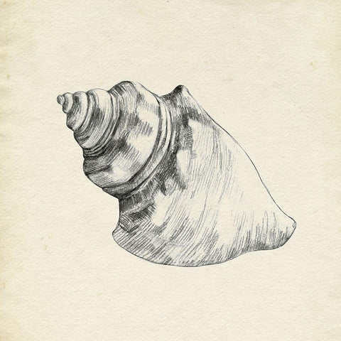 Seashell Pencil Sketch IV Gold Ornate Wood Framed Art Print with Double Matting by Caroline, Emma