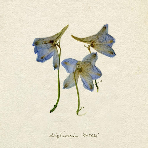 Pressed Blue Delphinium I White Modern Wood Framed Art Print by Caroline, Emma