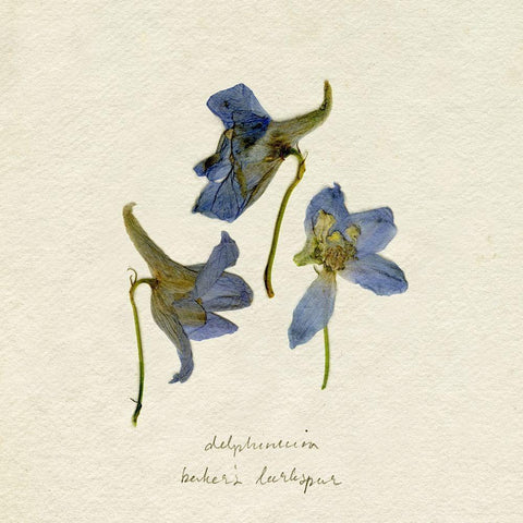 Pressed Blue Delphinium II White Modern Wood Framed Art Print by Caroline, Emma
