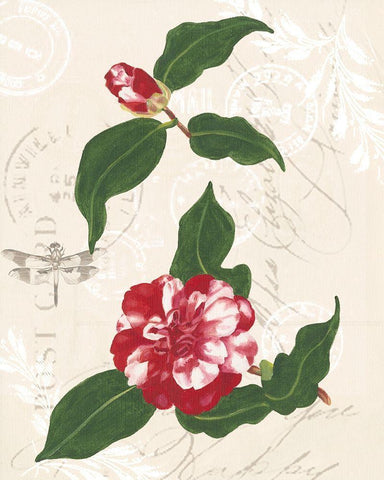 Diannes Camelias I Black Ornate Wood Framed Art Print with Double Matting by Miller, Dianne