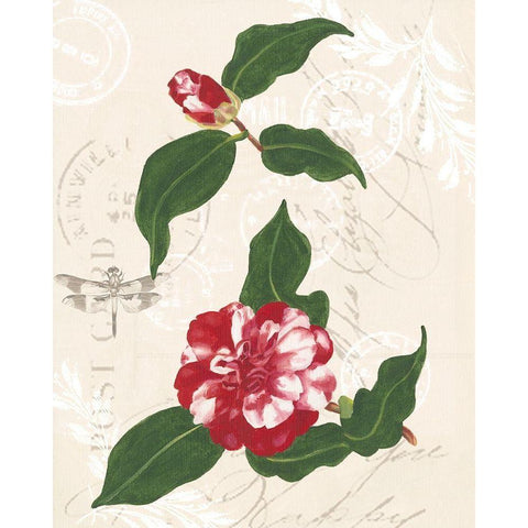 Diannes Camelias I White Modern Wood Framed Art Print by Miller, Dianne