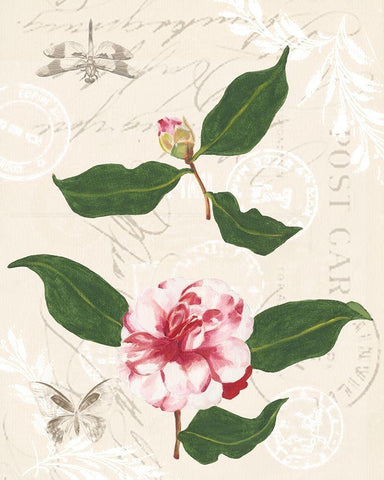 Diannes Camelias III Black Ornate Wood Framed Art Print with Double Matting by Miller, Dianne