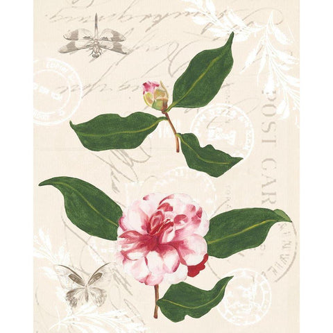 Diannes Camelias III White Modern Wood Framed Art Print by Miller, Dianne