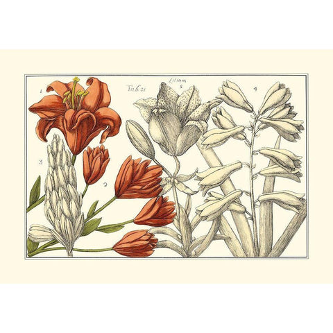 Embellished Arena Botanical I White Modern Wood Framed Art Print by Arena