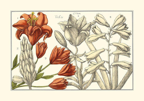 Embellished Arena Botanical I White Modern Wood Framed Art Print with Double Matting by Arena