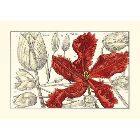 Embellished Arena Botanical III White Modern Wood Framed Art Print by Arena