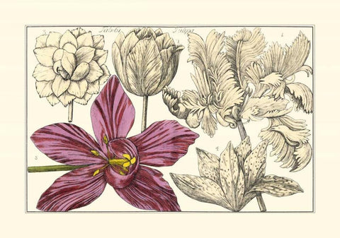 Embellished Arena Botanical IV White Modern Wood Framed Art Print with Double Matting by Arena