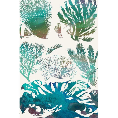 Aquatic Assemblage II Gold Ornate Wood Framed Art Print with Double Matting by Chandler, Sharon