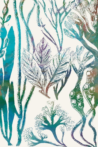 Aquatic Assemblage V White Modern Wood Framed Art Print with Double Matting by Chandler, Sharon