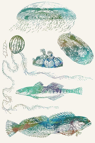 Aquatic Assemblage IX White Modern Wood Framed Art Print with Double Matting by Chandler, Sharon