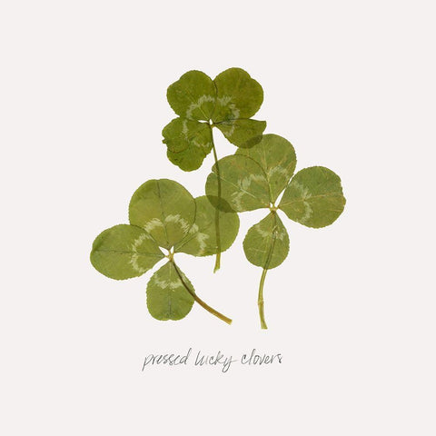 Pressed Clover II White Modern Wood Framed Art Print by Popp, Grace