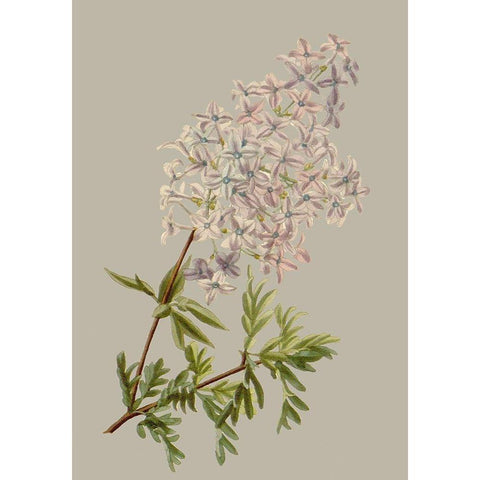 Botanical Array II White Modern Wood Framed Art Print by Vision Studio