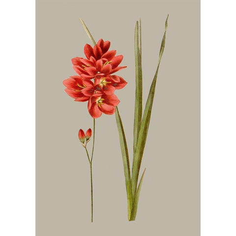 Botanical Array IV White Modern Wood Framed Art Print by Vision Studio