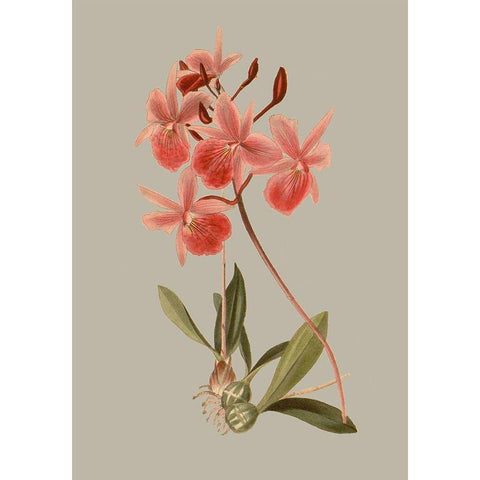 Botanical Array IX White Modern Wood Framed Art Print by Vision Studio