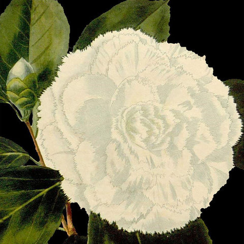 Dramatic Camellia IV White Modern Wood Framed Art Print by Vision Studio