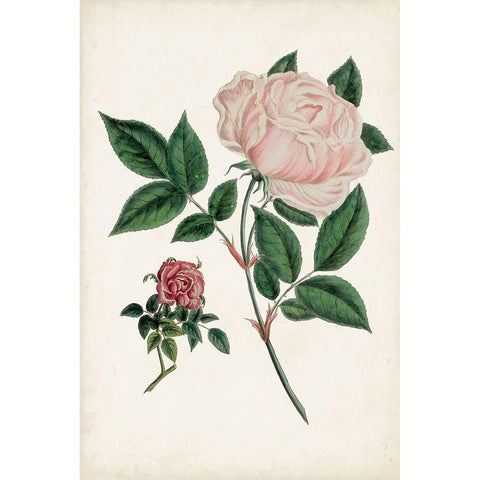 Vintage Rose Clippings I Black Modern Wood Framed Art Print with Double Matting by Vision Studio