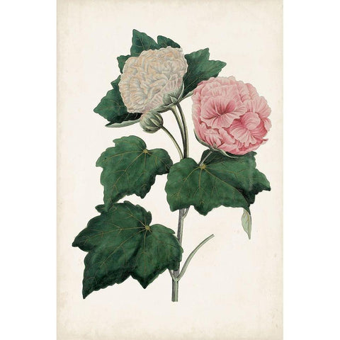 Vintage Rose Clippings II Black Modern Wood Framed Art Print with Double Matting by Vision Studio