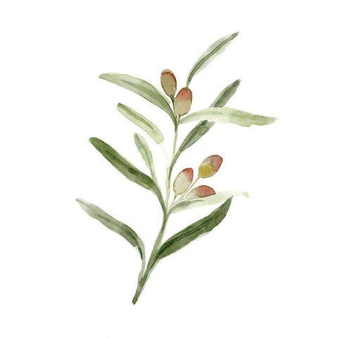 Sweet Olive Branch II White Modern Wood Framed Art Print by Caroline, Emma