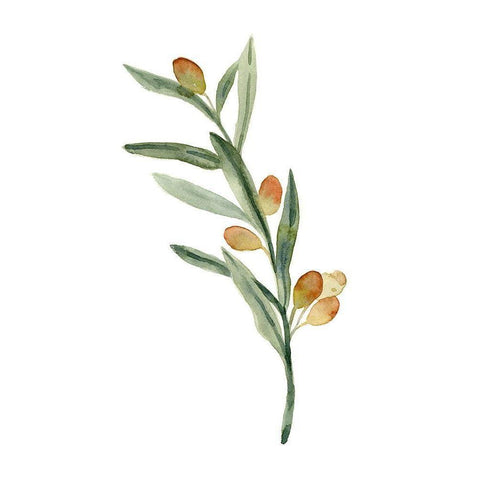 Sweet Olive Branch III White Modern Wood Framed Art Print by Caroline, Emma