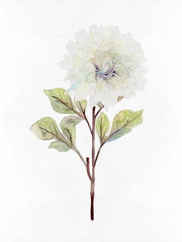 White Blossom I Black Ornate Wood Framed Art Print with Double Matting by Stellar Design Studio