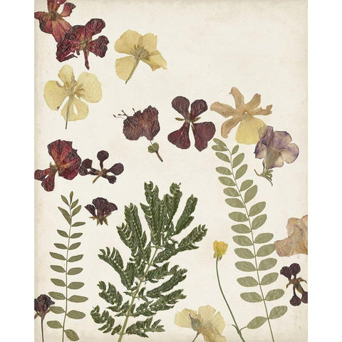 Pressed Flower Arrangement I Black Modern Wood Framed Art Print with Double Matting by Moore, Regina