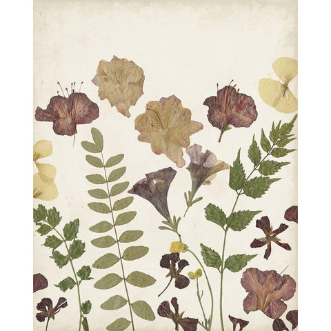 Pressed Flower Arrangement II White Modern Wood Framed Art Print by Moore, Regina
