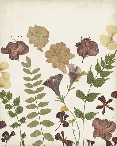 Pressed Flower Arrangement II White Modern Wood Framed Art Print with Double Matting by Moore, Regina