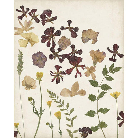 Pressed Flower Arrangement III Black Modern Wood Framed Art Print by Moore, Regina