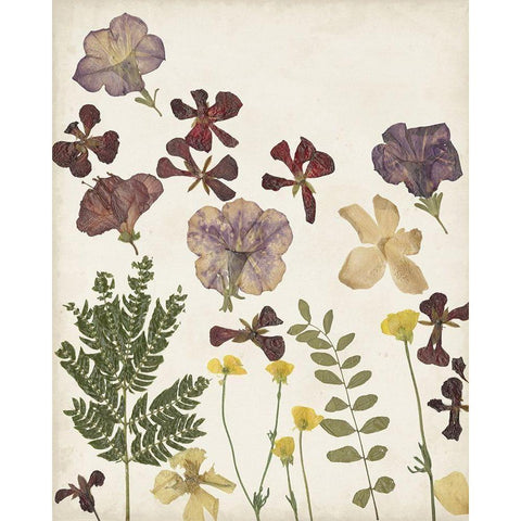 Pressed Flower Arrangement IV Black Modern Wood Framed Art Print with Double Matting by Moore, Regina