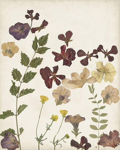 Pressed Flower Arrangement V Black Ornate Wood Framed Art Print with Double Matting by Moore, Regina