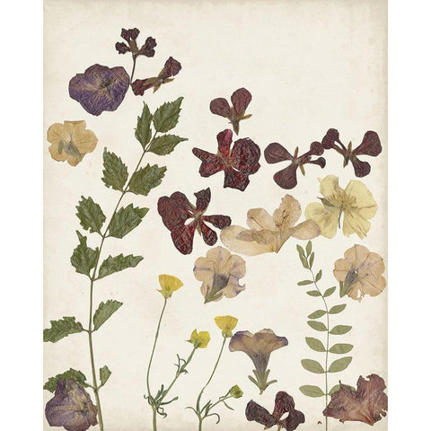 Pressed Flower Arrangement V Gold Ornate Wood Framed Art Print with Double Matting by Moore, Regina