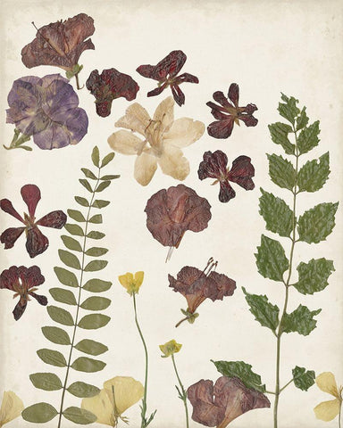 Pressed Flower Arrangement VI Black Ornate Wood Framed Art Print with Double Matting by Moore, Regina