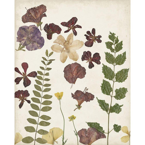 Pressed Flower Arrangement VI White Modern Wood Framed Art Print by Moore, Regina